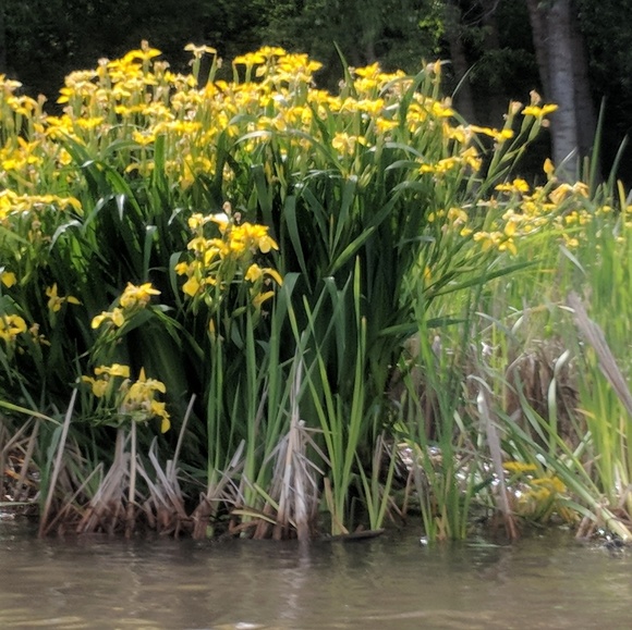 Meet Nicki - Picture 5 of 8